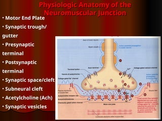 Symaptic Gutter 7&8- The Neuromuscular Junction & Physiology of Skeletal Muscle ...