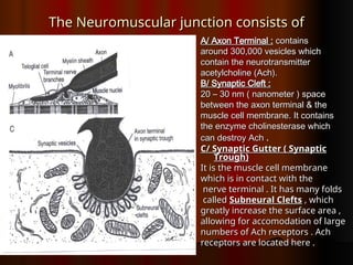 7&8- The Neuromuscular Junction & Physiology of Skeletal Muscle ...