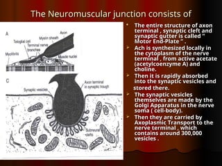 Symaptic Gutter 7&8- The Neuromuscular Junction & Physiology of Skeletal Muscle ...