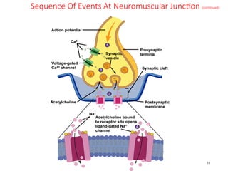 7&8- The Neuromuscular Junction & Physiology of Skeletal Muscle ...
