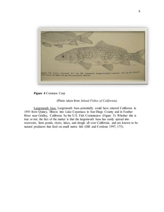 9
Figure 4 Common Carp
(Photo taken from Inland Fishes of California)
Largemouth bass. Largemouth bass potentially could h...