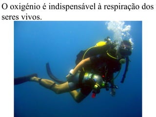 O oxigénio é indispensável à respiração dos
seres vivos.
 