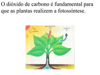 O dióxido de carbono é fundamental para
que as plantas realizem a fotossíntese.
 