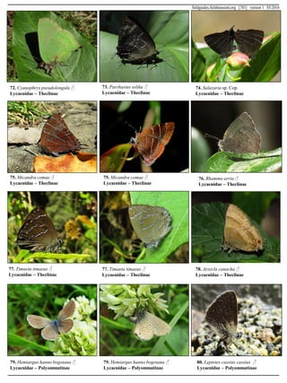 72. Cyanophrys pseudolongula ♂
Lycaenidae – Theclinae
73. Parrhasius selika ♂
Lycaenidae – Theclinae
74. Salazaria sp. Cop.
Lycaenidae – Theclinae
75. Micandra comae ♂
Lycaenidae – Theclinae
75. Micandra comae ♂
Lycaenidae – Theclinae
76. Rhamma arria ♂
Lycaenidae – Theclinae
77. Timaeta timaeus ♂
Lycaenidae – Theclinae
77. Timaeta timaeus ♂
Lycaenidae – Theclinae
78. Arzecla canacha ♂
Lycaenidae – Theclinae
79. Hemiargus hanno bogotana ♂
Lycaenidae – Polyommatinae
79. Hemiargus hanno bogotana ♂
Lycaenidae – Polyommatinae
80. Leptotes cassius cassius ♂
Lycaenidae – Polyommatinae
fieldguides.fieldmuseum.org [783] version 1 05/2016
 