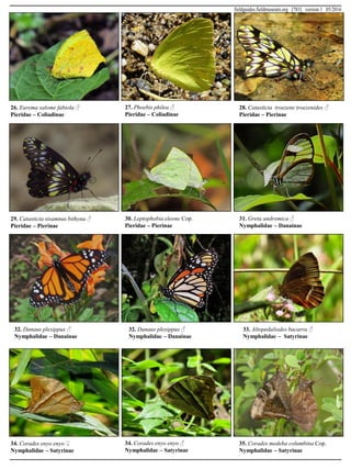 26. Eurema salome fabiola ♂
Pieridae – Coliadinae
28. Catasticta troezene troezenides ♂
Pieridae – Pierinae
27. Phoebis philea ♂
Pieridae – Coliadinae
30. Leptophobia eleone Cop.
Pieridae – Pierinae
29. Catasticta sisamnus bithyna ♂
Pieridae – Pierinae
31. Greta andromica ♂
Nymphalidae – Danainae
32. Danaus plexippus ♂
Nymphalidae – Danainae
32. Danaus plexippus ♂
Nymphalidae – Danainae
33. Altopedaliodes bacarra ♂
Nymphalidae – Satyrinae
34. Corades enyo enyo ♀
Nymphalidae – Satyrinae
34. Corades enyo enyo ♂
Nymphalidae – Satyrinae
35. Corades medeba columbina Cop.
Nymphalidae – Satyrinae
fieldguides.fieldmuseum.org [783] version 1 05/2016
 