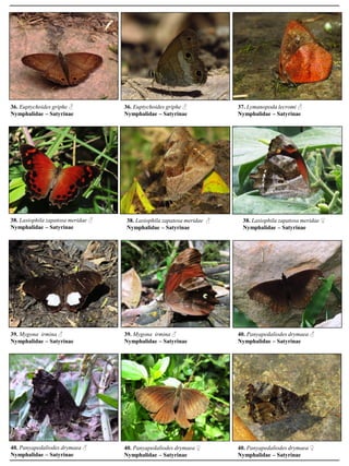 36. Euptychoides griphe ♂
Nymphalidae – Satyrinae
36. Euptychoides griphe ♂
Nymphalidae – Satyrinae
37. Lymanopoda lecromi ♂
Nymphalidae – Satyrinae
38. Lasiophila zapatosa meridae ♂
Nymphalidae – Satyrinae
38. Lasiophila zapatosa meridae ♂
Nymphalidae – Satyrinae
38. Lasiophila zapatosa meridae ♀
Nymphalidae – Satyrinae
39. Mygona irmina ♂
Nymphalidae – Satyrinae
39. Mygona irmina ♂
Nymphalidae – Satyrinae
40. Panyapedaliodes drymaea ♂
Nymphalidae – Satyrinae
40. Panyapedaliodes drymaea ♂
Nymphalidae – Satyrinae
40. Panyapedaliodes drymaea ♀
Nymphalidae – Satyrinae
40. Panyapedaliodes drymaea ♀
Nymphalidae – Satyrinae
 