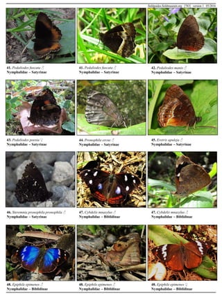 41. Pedaliodes fuscata ♂
Nymphalidae – Satyrinae
41. Pedaliodes fuscata ♂
Nymphalidae – Satyrinae
42. Pedaliodes manis ♂
Nymphalidae – Satyrinae
43. Pedaliodes poesia ♀
Nymphalidae – Satyrinae
44. Pronophila orcus ♂
Nymphalidae – Satyrinae
45. Eretris apuleja ♂
Nymphalidae – Satyrinae
46. Steremnia pronophila pronophila ♂
Nymphalidae – Satyrinae
47. Cybdelis mnasylus ♂
Nymphalidae – Biblidinae
47. Cybdelis mnasylus ♂
Nymphalidae – Biblidinae
48. Epiphile epimenes ♂
Nymphalidae – Biblidinae
48. Epiphile epimenes ♂
Nymphalidae – Biblidinae
48. Epiphile epimenes ♀
Nymphalidae – Biblidinae
fieldguides.fieldmuseum.org [783] version 1 05/2016
 