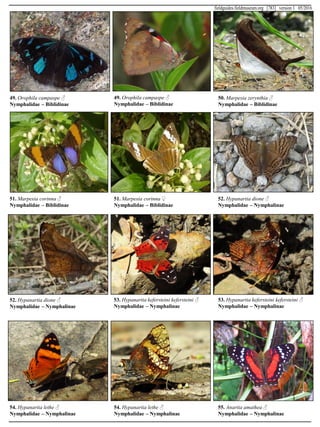49. Orophila campaspe ♂
Nymphalidae – Biblidinae
49. Orophila campaspe ♂
Nymphalidae – Biblidinae
50. Marpesia zerynthia ♂
Nymphalidae – Biblidinae
51. Marpesia corinna ♂
Nymphalidae – Biblidinae
51. Marpesia corinna ♀
Nymphalidae – Biblidinae
52. Hypanartia dione ♂
Nymphalidae – Nymphalinae
52. Hypanartia dione ♂
Nymphalidae – Nymphalinae
53. Hypanartia kefersteini kefersteini ♂
Nymphalidae – Nymphalinae
53. Hypanartia kefersteini kefersteini ♂
Nymphalidae – Nymphalinae
54. Hypanartia lethe ♂
Nymphalidae – Nymphalinae
54. Hypanartia lethe ♂
Nymphalidae – Nymphalinae
55. Anartia amathea ♂
Nymphalidae – Nymphalinae
fieldguides.fieldmuseum.org [783] version 1 05/2016
 