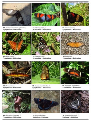63. Abananote hylonome hylonome ♂
Nymphalidae – Heliconiinae
64. Altinote amida ♂
Nymphalidae – Heliconiinae
64. Altinote amida ♂
Nymphalidae – Heliconiinae
65. Dione glycera ♂
Nymphalidae – Heliconiinae
65. Dione glycera ♂
Nymphalidae – Heliconiinae
66. Dione juno ♀
Nymphalidae – Heliconiinae
67. Dione moneta ♂
Nymphalidae – Heliconiinae
68. Eueides procula edias ♂
Nymphalidae – Heliconiinae
69. Heliconius clysonymus ♂
Nymphalidae – Heliconiinae
69. Heliconius clysonymus ♂
Nymphalidae – Heliconiinae
70. Necyria bellona ♂
Riodininae – Riodininae
71. Siseme pallas pallas ♂
Riodininae – Riodininae
fieldguides.fieldmuseum.org [783] version 1 05/2016
 