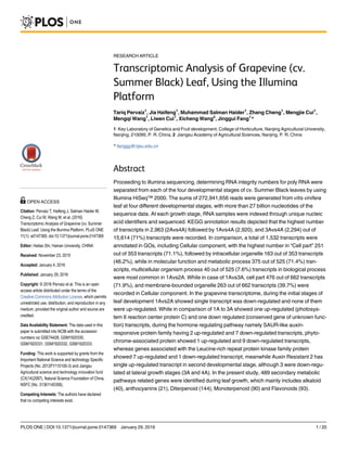 RESEARCH ARTICLE
Transcriptomic Analysis of Grapevine (cv.
Summer Black) Leaf, Using the Illumina
Platform
Tariq Pervaiz1
, Jia Haifeng1
, Muhammad Salman Haider1
, Zhang Cheng1
, Mengjie Cui1
,
Mengqi Wang1
, Liwen Cui1
, Xicheng Wang2
, Jinggui Fang1
*
1 Key Laboratory of Genetics and Fruit development, College of Horticulture, Nanjing Agricultural University,
Nanjing, 210095, P. R. China, 2 Jiangsu Academy of Agricultural Sciences, Nanjing, P. R. China
* fanggg@njau.edu.cn
Abstract
Proceeding to illumina sequencing, determining RNA integrity numbers for poly RNA were
separated from each of the four developmental stages of cv. Summer Black leaves by using
Illumina HiSeq™ 2000. The sums of 272,941,656 reads were generated from vitis vinifera
leaf at four different developmental stages, with more than 27 billion nucleotides of the
sequence data. At each growth stage, RNA samples were indexed through unique nucleic
acid identifiers and sequenced. KEGG annotation results depicted that the highest number
of transcripts in 2,963 (2Avs4A) followed by 1Avs4A (2,920), and 3Avs4A (2,294) out of
15,614 (71%) transcripts were recorded. In comparison, a total of 1,532 transcripts were
annotated in GOs, including Cellular component, with the highest number in “Cell part” 251
out of 353 transcripts (71.1%), followed by intracellular organelle 163 out of 353 transcripts
(46.2%), while in molecular function and metabolic process 375 out of 525 (71.4%) tran-
scripts, multicellular organism process 40 out of 525 (7.6%) transcripts in biological process
were most common in 1Avs2A. While in case of 1Avs3A, cell part 476 out of 662 transcripts
(71.9%), and membrane-bounded organelle 263 out of 662 transcripts (39.7%) were
recorded in Cellular component. In the grapevine transcriptome, during the initial stages of
leaf development 1Avs2A showed single transcript was down-regulated and none of them
were up-regulated. While in comparison of 1A to 3A showed one up-regulated (photosys-
tem II reaction center protein C) and one down regulated (conserved gene of unknown func-
tion) transcripts, during the hormone regulating pathway namely SAUR-like auxin-
responsive protein family having 2 up-regulated and 7 down-regulated transcripts, phyto-
chrome-associated protein showed 1 up-regulated and 9 down-regulated transcripts,
whereas genes associated with the Leucine-rich repeat protein kinase family protein
showed 7 up-regulated and 1 down-regulated transcript, meanwhile Auxin Resistant 2 has
single up-regulated transcript in second developmental stage, although 3 were down-regu-
lated at lateral growth stages (3A and 4A). In the present study, 489 secondary metabolic
pathways related genes were identified during leaf growth, which mainly includes alkaloid
(40), anthocyanins (21), Diterpenoid (144), Monoterpenoid (90) and Flavonoids (93).
PLOS ONE | DOI:10.1371/journal.pone.0147369 January 29, 2016 1 / 20
OPEN ACCESS
Citation: Pervaiz T, Haifeng J, Salman Haider M,
Cheng Z, Cui M, Wang M, et al. (2016)
Transcriptomic Analysis of Grapevine (cv. Summer
Black) Leaf, Using the Illumina Platform. PLoS ONE
11(1): e0147369. doi:10.1371/journal.pone.0147369
Editor: Haitao Shi, Hainan University, CHINA
Received: November 23, 2015
Accepted: January 4, 2016
Published: January 29, 2016
Copyright: © 2016 Pervaiz et al. This is an open
access article distributed under the terms of the
Creative Commons Attribution License, which permits
unrestricted use, distribution, and reproduction in any
medium, provided the original author and source are
credited.
Data Availability Statement: The data used in this
paper is submitted into NCBI with the accession
numbers viz GSE74428, GSM1920330,
GSM1920331, GSM1920332, GSM1920333.
Funding: This work is supported by grants from the
Important National Science and technology Specific
Projects (No. 2012FY110100-3) and Jiangsu
Agricultural science and technology innovation fund
(CX(14)2097), Natural Science Foundation of China,
NSFC (No. 31361140358).
Competing Interests: The authors have declared
that no competing interests exist.
 