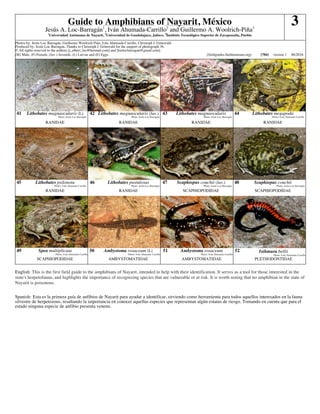 Guide to Amphibians of Nayarit, México
Jesús A. Loc-Barragán1
, Iván Ahumada-Carrillo2
and Guillermo A. Woolrich-Piña3
1
Universidad Autónoma de Nayarit, 2
Universidad de Guadalajara, Jalisco, 3
Instituto Tecnológico Superior de Zacapoaxtla, Puebla
3
Photos by: Jesús Loc-Barragán, Guillermo Woolrich-Piña, Iván Ahumada-Carrillo, Christoph I. Grünwald.
Produced by: Jesús Loc-Barragan, Thanks to Christoph I. Grünwald for the support of photograph 36.
© All rights reserved to the authors [j_albert_loc@hotmail.com] and [biolocbarragan@gmail.com].
(M) Male, (F) Female, (Juv.) Juvenile, (L) Larvae and (E) Eggs. [fieldguides.fieldmuseum.org] [784] version 1 06/2016
41 Lithobates magnaocularis (L)
Photo: Jesús Loc-Barragán
42 Lithobates magnaocularis (Juv.)
Photo: Jesús Loc-Barragán
43 Lithobates magnaocularis
Photo: Jesús Loc-Barragán
44 Lithobates megapoda
Photo: Iván Ahumada-Carrillo
RANIDAE RANIDAE RANIDAE RANIDAE
45 Lithobates psilonota
Photo: Iván Ahumada-Carrillo
46 Lithobates pustulosus
Photo: Jesús Loc-Barragán
47 Scaphiopus couchii (Juv.)
Photo: Jesús Loc-Barragán
48 Scaphiopus couchii
Photo: Jesús Loc-Barragán
RANIDAE RANIDAE SCAPHIOPODIDAE SCAPHIOPODIDAE
49 Spea multiplicata
Photo: Iván Ahumada-Carrillo
50 Ambystoma rosaceum (L)
Photo: Iván Ahumada-Carrillo
51 Ambystoma rosaceum
Photo: Iván Ahumada-Carrillo
52 Isthmura bellii
Photo: Iván Ahumada-Carrillo
SCAPHIOPODIDAE AMBYSTOMATIDAE AMBYSTOMATIDAE PLETHODONTIDAE
English: This is the first field guide to the amphibians of Nayarit, intended to help with their identification. It serves as a tool for those interested in the
state's herpetofauna, and highlights the importance of recognizing species that are vulnerable or at risk. It is worth noting that no amphibian in the state of
Nayarit is poisonous.
Spanish: Esta es la primera guía de anfibios de Nayarit para ayudar a identificar, sirviendo como herramienta para todos aquellos interesados en la fauna
silvestre de herpetozoos, resaltando la importancia en conocer aquellas especies que representan algún estatus de riesgo. Tomando en cuenta que para el
estado ninguna especie de anfibio presenta veneno.
 