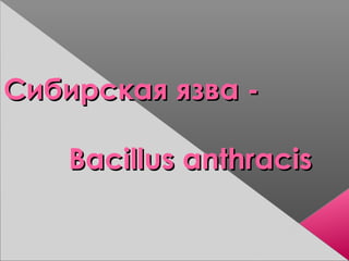 Сибирская язва -Сибирская язва -
Bacillus anthracisBacillus anthracis
 