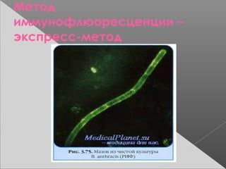 Метод
иммунофлюоресценции –
экспресс-метод
 