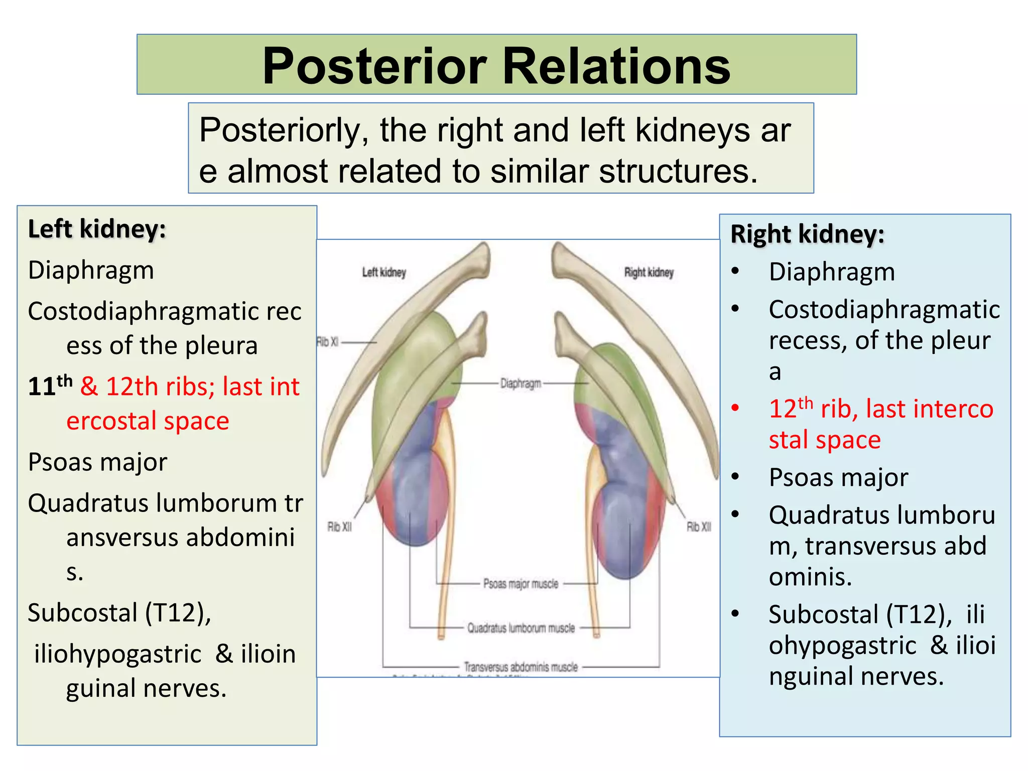 Anatomy of kidney | PPTX