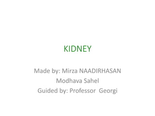 KIDNEY
Made by: Mirza NAADIRHASAN
Modhava Sahel
Guided by: Professor Georgi
 