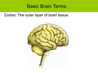 Basic Brain Terms
Cortex: The outer layer of brain tissue
 