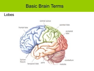 Basic Brain Terms
Lobes
 