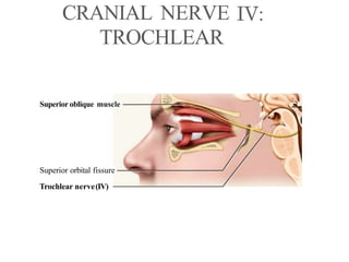 CRANIAL NERVE
TROCHLEAR
Superior oblique muscle
Superior orbital fissure
Trochlear nerve(IV)
 