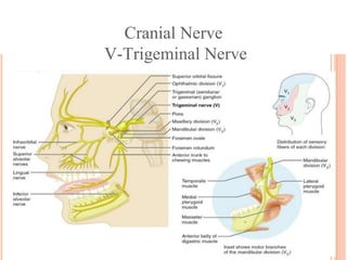 Cranial Nerve
V-Trigeminal Nerve
 