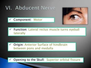 cranial nerves 1 to 6