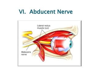 cranial nerves 1 to 6