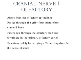 CRANIAL NERVE
OLFACTORY
Arises from the olfactory epithelium
Passes through the cribriform plate of the
ethmoid bone
Fibers run through the olfactory bulb and
terminate in the primary olfactory cortex
Functions solely by carrying afferent impulses for
the sense of smell
 