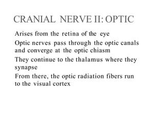 CRANIAL NERVE II: OPTIC
Arises from the retina of the eye
Optic nerves pass through the optic canals
and converge at the optic chiasm
They continue to the thalamus where they
synapse
From there, the optic radiation fibers run
to the visual cortex
 