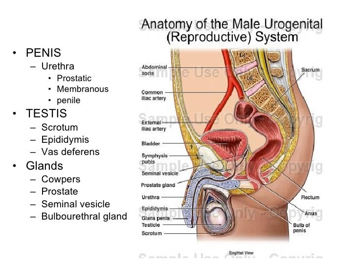 Reproductive System Penis 26