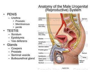 7877402 male reproductive system