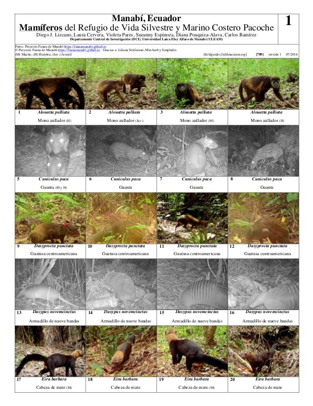 Mamíferos del Refugio de Vida Silvestre y Marino Costero Pacoche
