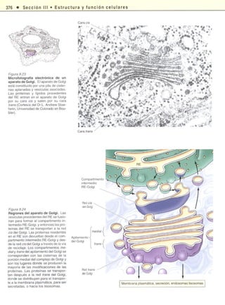 Biologia celular cooper-la-celula