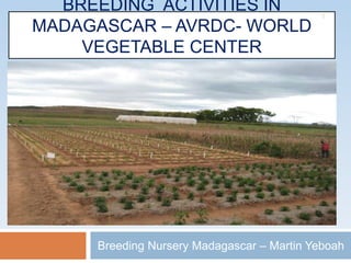 BREEDING ACTIVITIES IN
MADAGASCAR – AVRDC- WORLD
VEGETABLE CENTER
Breeding Nursery Madagascar – Martin Yeboah
1
 