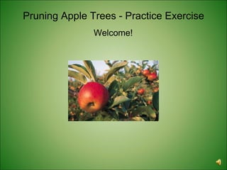 Pruning Apple Trees Practice Exercise | PPT