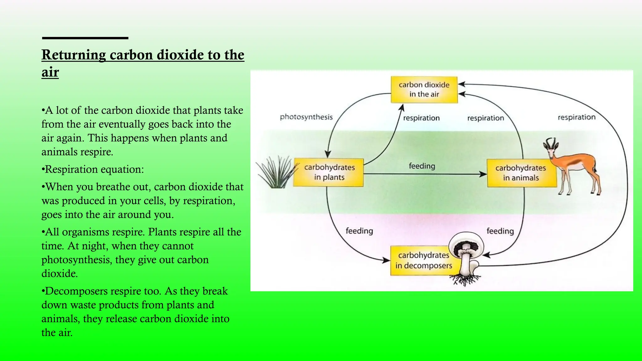 793745521-Unit-1-Photosynthesis-and-the-carbon-cycle.pptx