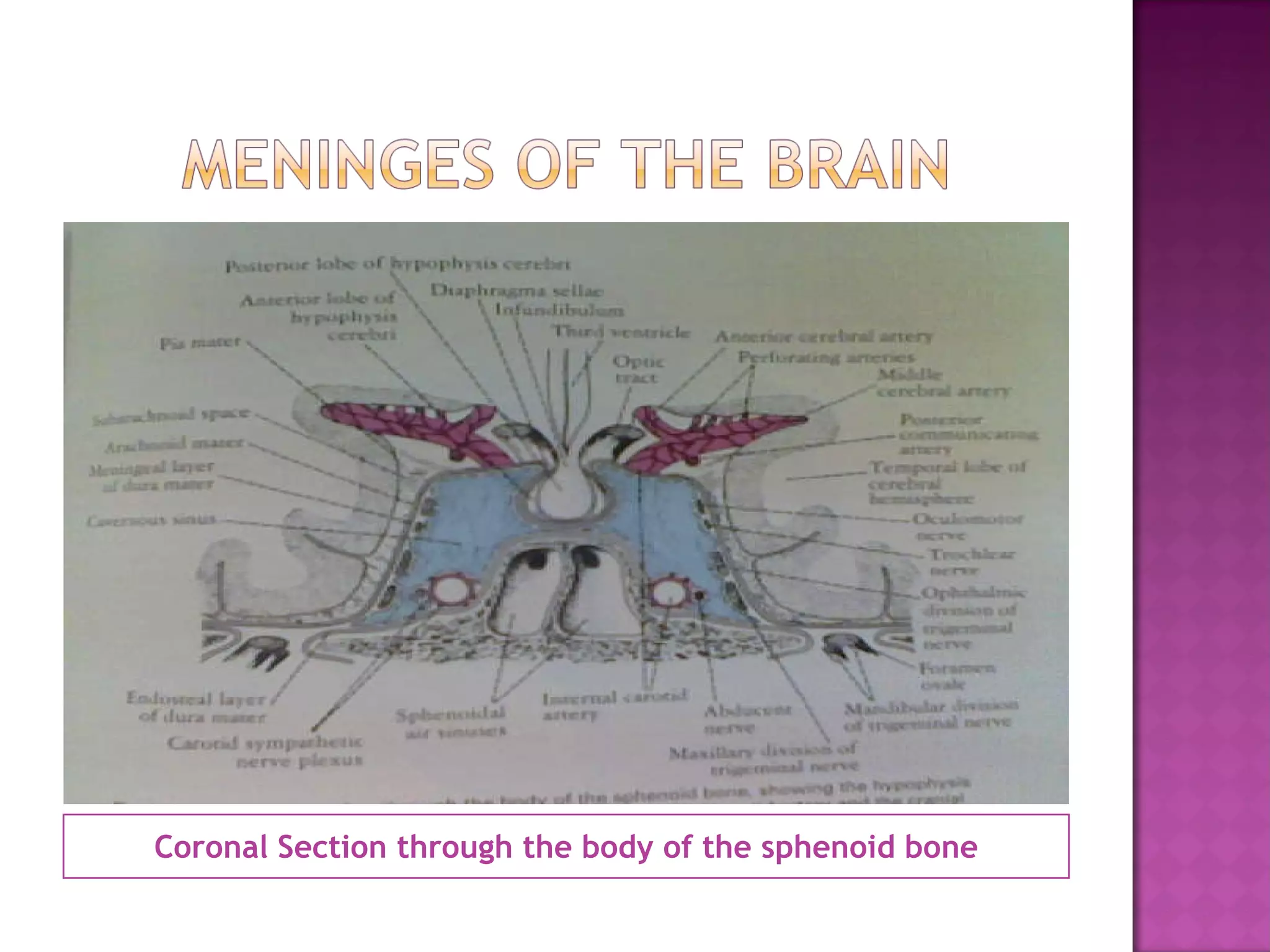 Coronal Section through the body of the sphenoid bone 