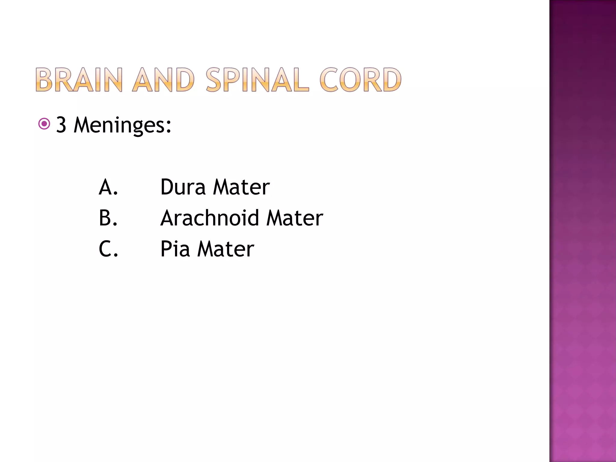 3 Meninges: A. Dura Mater B. Arachnoid Mater C. Pia Mater 