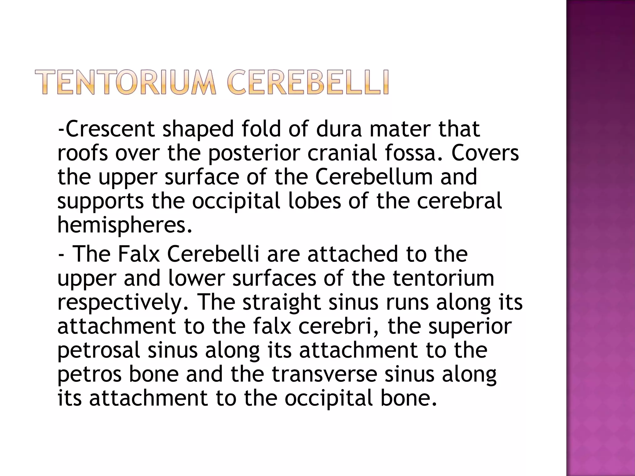 -Crescent shaped fold of dura mater that roofs over the posterior cranial fossa. Covers the upper surface of the Cerebellum and supports the occipital lobes of the cerebral hemispheres. - The Falx Cerebelli are attached to the upper and lower surfaces of the tentorium respectively. The straight sinus runs along its attachment to the falx cerebri, the superior petrosal sinus along its attachment to the petros bone and the transverse sinus along its attachment to the occipital bone. 
