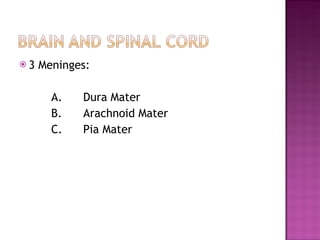 3 Meninges: A. Dura Mater B. Arachnoid Mater C. Pia Mater 