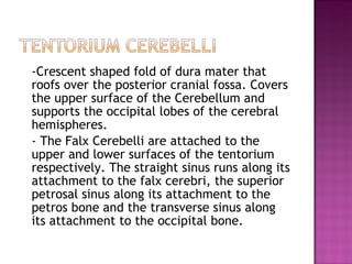 -Crescent shaped fold of dura mater that roofs over the posterior cranial fossa. Covers the upper surface of the Cerebellum and supports the occipital lobes of the cerebral hemispheres. - The Falx Cerebelli are attached to the upper and lower surfaces of the tentorium respectively. The straight sinus runs along its attachment to the falx cerebri, the superior petrosal sinus along its attachment to the petros bone and the transverse sinus along its attachment to the occipital bone. 