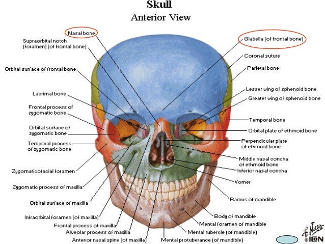 7938279 bone of the cranial cavity cranial cavity