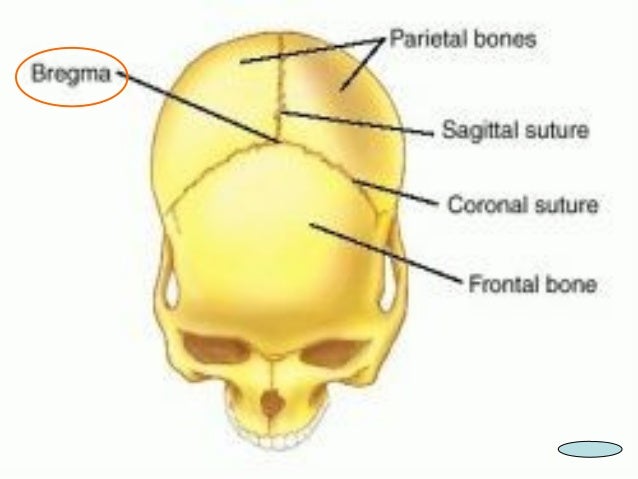 7938279 Bone Of The Cranial Cavity
