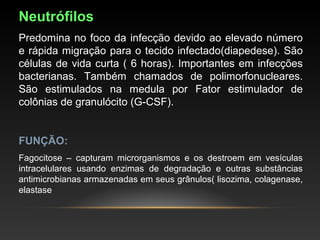 Neutrófilos
Predomina no foco da infecção devido ao elevado número 
e rápida migração para o tecido infectado(diapedese). São 
células de vida curta ( 6 horas). Importantes em infecções 
bacterianas.  Também  chamados  de  polimorfonucleares. 
São  estimulados  na  medula  por  Fator  estimulador  de 
colônias de granulócito (G-CSF).
FUNÇÃO:
Fagocitose  –  capturam  microrganismos  e  os  destroem  em  vesículas 
intracelulares  usando  enzimas  de  degradação  e  outras  substâncias 
antimicrobianas armazenadas em seus grânulos( lisozima, colagenase, 
elastase
 