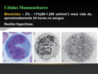 Células Mononucleares
Monócitos – 2% - 11%(80-1.200 cel/mm3
) meia vida de,
aproximadamente 24 horas no sangue.
Realiza fagocitose.
 