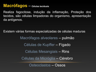 Macrófagos – Células teciduais
Realiza fagocitose, indução da inflamação, Proteção dos
tecidos, são células limpadoras do organismo, apresentação
da antígenos.
Existem várias formas especializadas de células maduras
Macrófagos alveolares – pulmão
Células de Kupffer – Fígado
Células Mesangiais – Rins
Células da Micróglia – Cérebro
Osteoclastos – Ossos
 