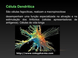 Célula Dendrítica
São células fagocíticas, realizam a macropinocitose
desempenham uma função especializada na ativação e na
estimulação dos linfócitos (células apresentadoras de
antígenos). Células de vida longa
 
