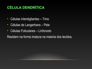 CÉLULA DENDRÍTICA
• Células interdigitantes – Timo
• Células de Langerhans – Pele
• Células Foliculares – Linfonodo
Residem na forma imatura na maioria dos tecidos.
 