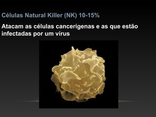 Células Natural Killer (NK) 10-15%
Atacam as células cancerígenas e as que estão
infectadas por um vírus
 