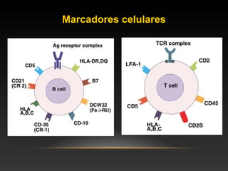 Marcadores celulares
 