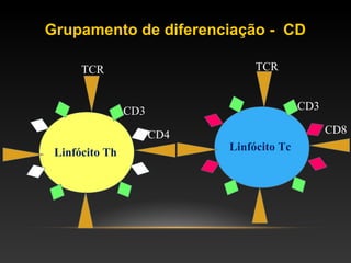 Linfócito Th
TCR
CD3
CD4
Linfócito Tc
TCR
CD3
CD8
Grupamento de diferenciação - CD
 