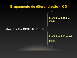 Grupamento de diferenciação - CD
Linfócitos T – CD3+ TCR
Linfócitos T Helper
CD4+
Linfócitos T Citotóxico
CD8+
 